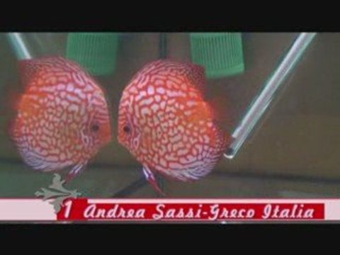 Winners pigeon blood discus duisbourg 2008