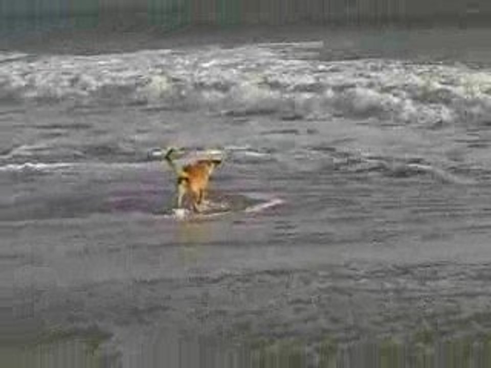 Malinois labrador à la plage fuite devant les vagues