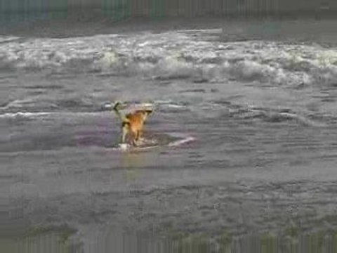 Malinois labrador à la plage fuite devant les vagues