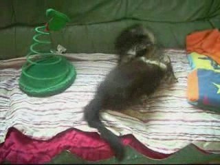 Maine coon Erine et Eliya (3 mois)