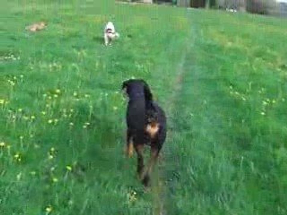 Malinois Labrador Poumiers