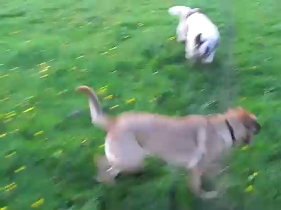 Malinois Labrador Poumiers 1