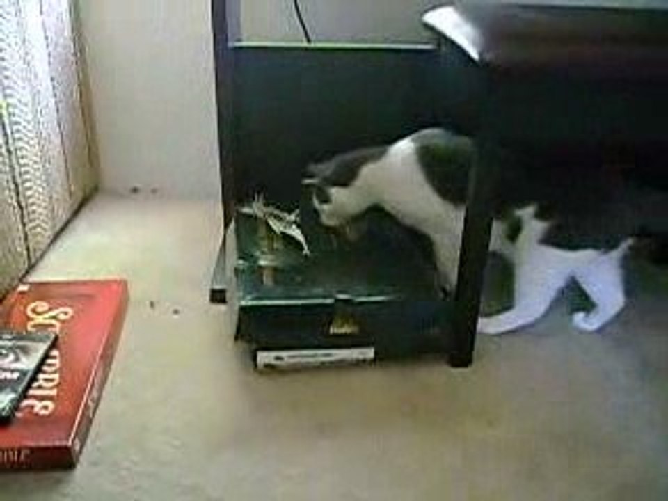 My Two Kitties #2 - Darwin