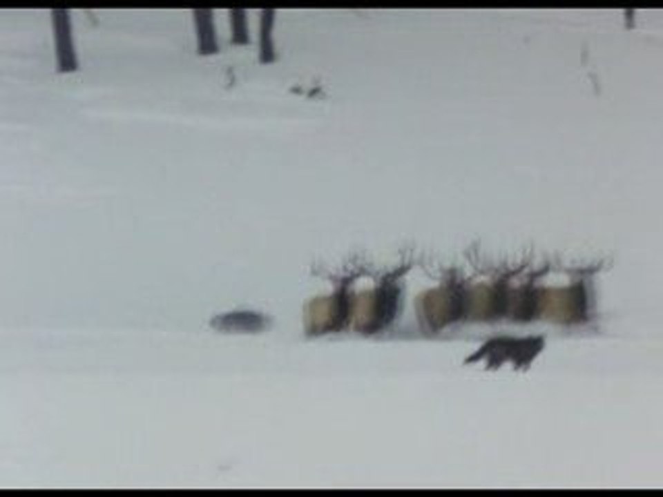 La revanche des loups (2/3)