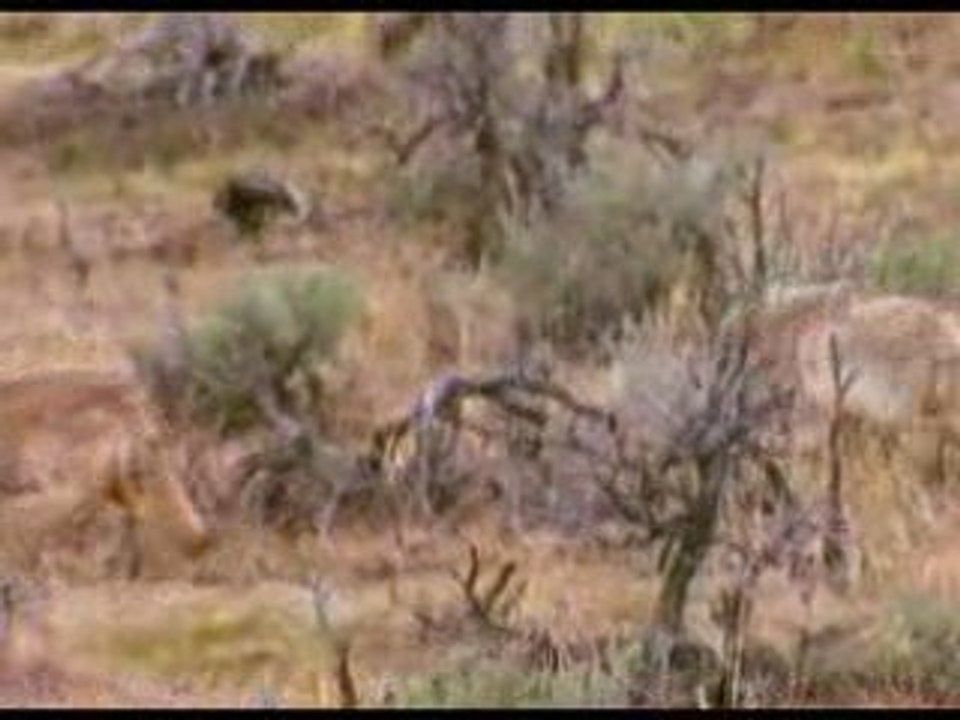 La revanche des loups (3/3)