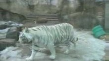 The Moscow zoo. Московский зоопарк