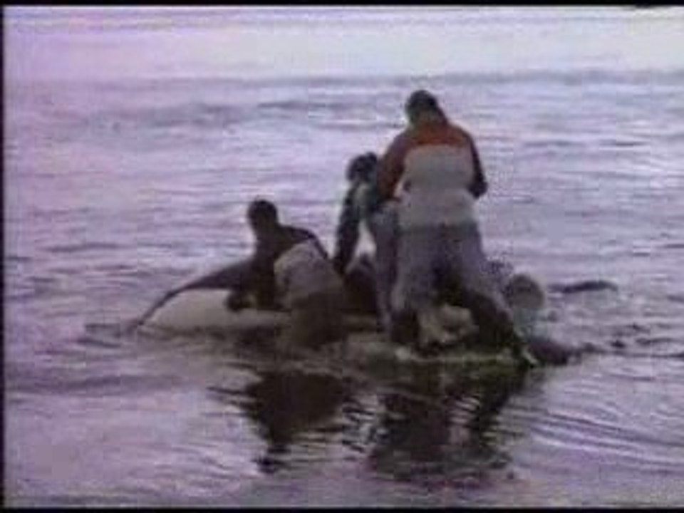 Orques prédateurs des mers (2/3)