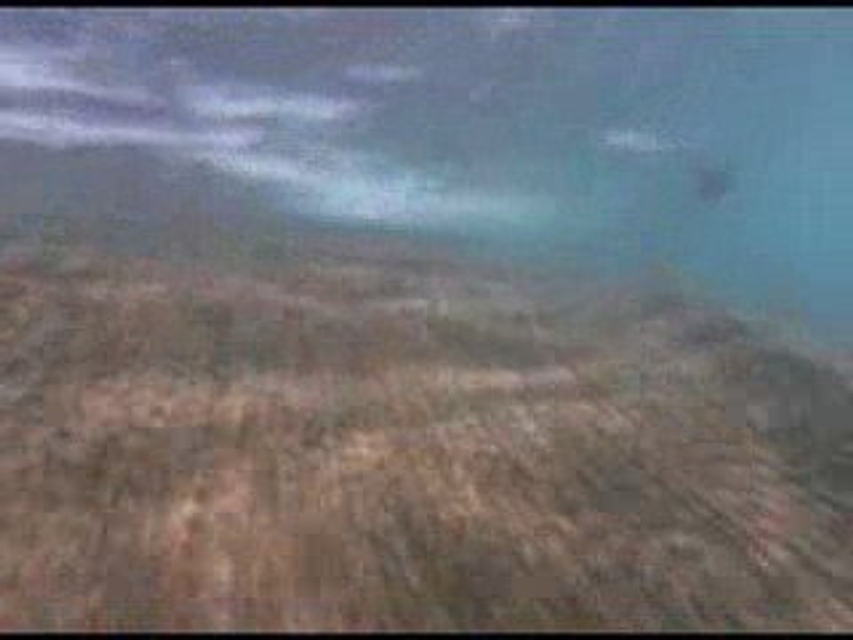 Orques prédateurs des mers (3/3)