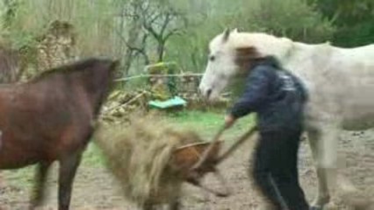 Chevaux de Fanny