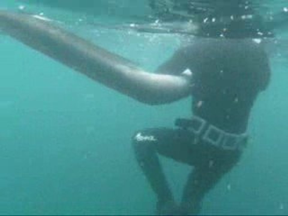 Chasse sous marine Congre