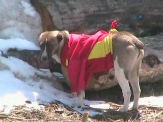 Köpeğin Futbol Tutkusu