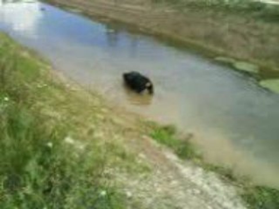 Chiara dans la robine