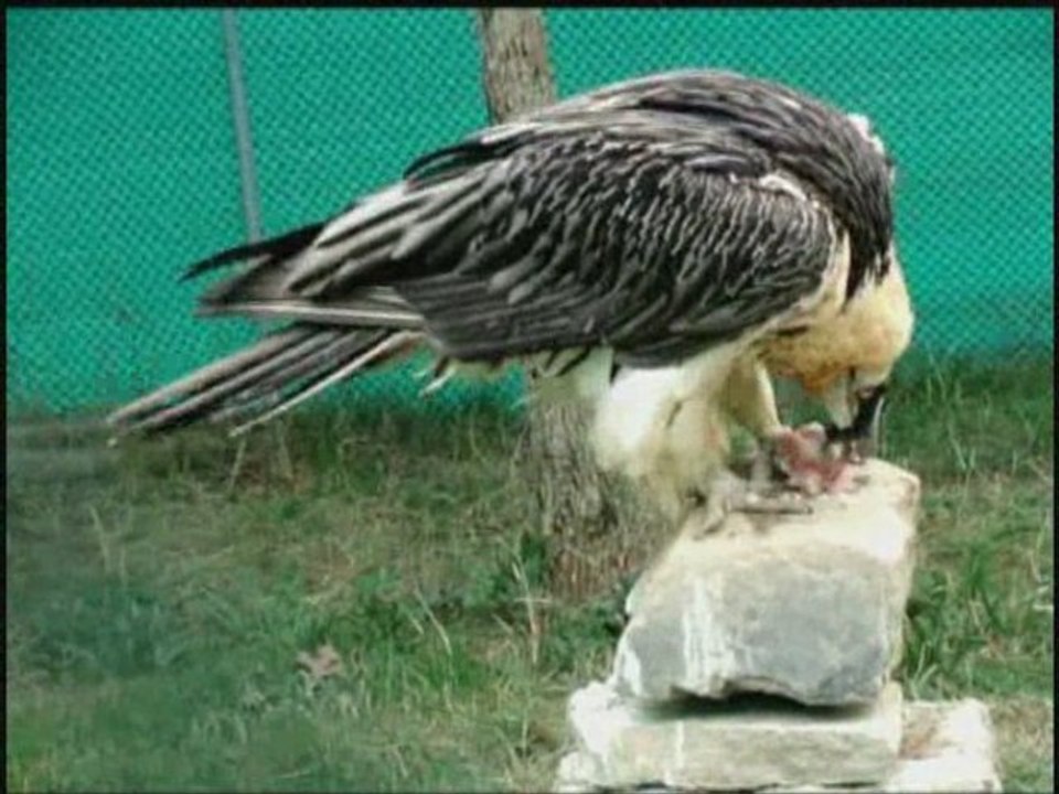 Gypaète barbu (Gypaetus barbatus)