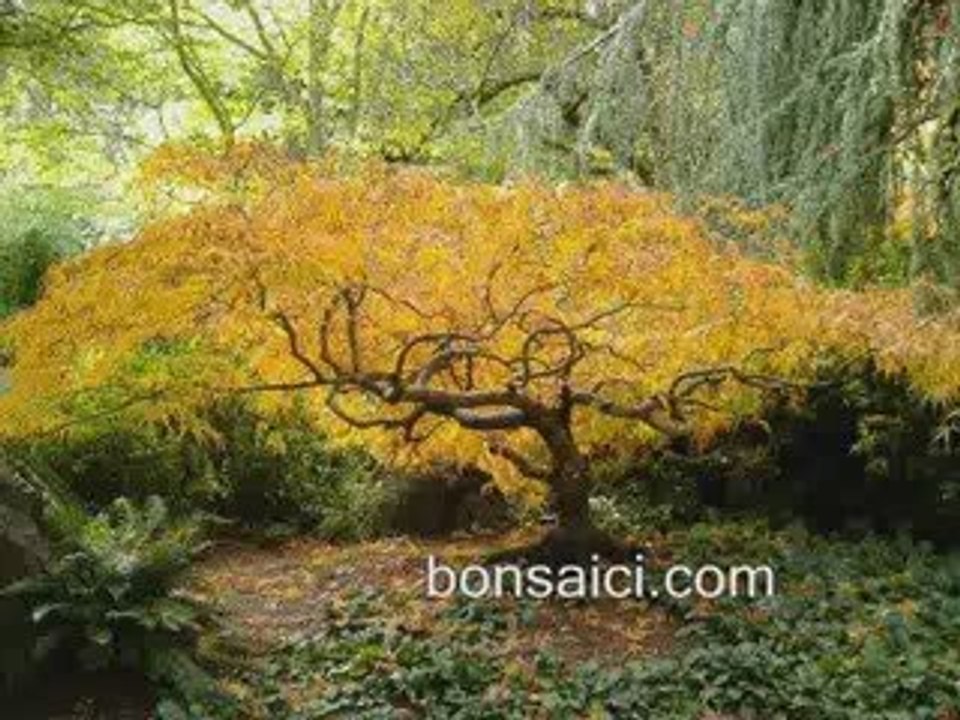 Bonsai tress