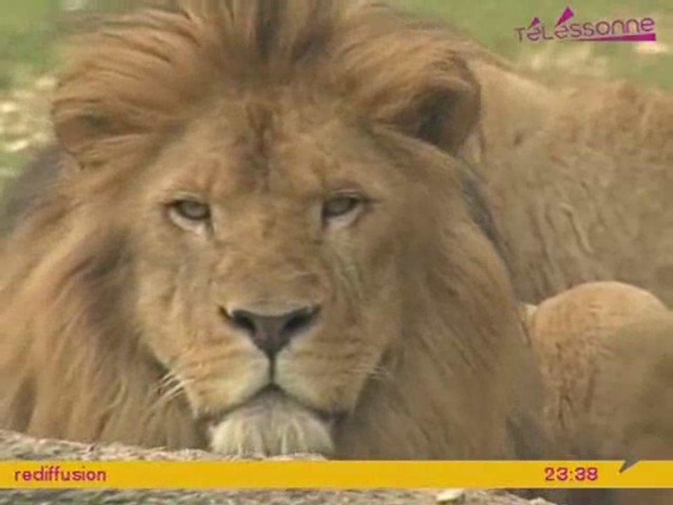 Paris Backstage : Dans les coulisses du Zoo de Thoiry