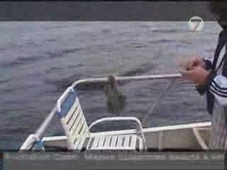 Regis version oiseau