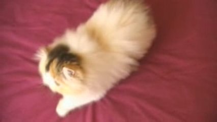 Arlquinne calico chaton persan