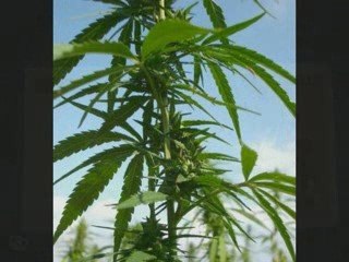 Pjoet chanvre indien vidéo le bon