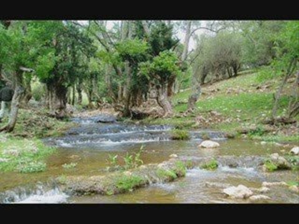 Forest_Land_Morocco
