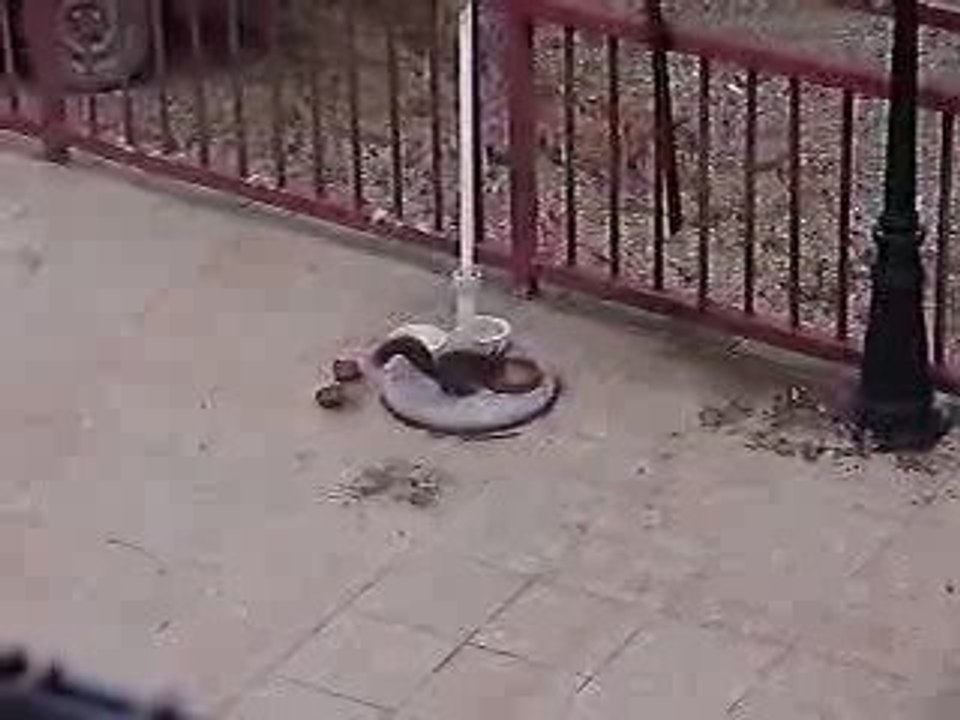 Écureuil sur la terrasse