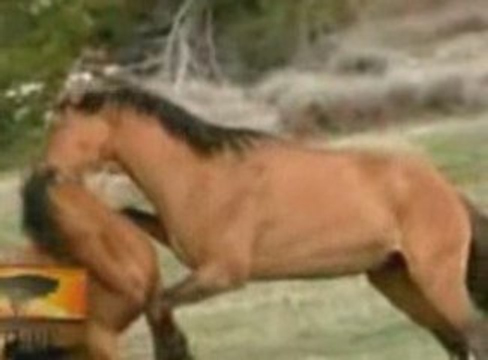 Being a wild horse