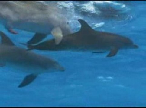 Dauphins les danseurs de l'océan (1/3)