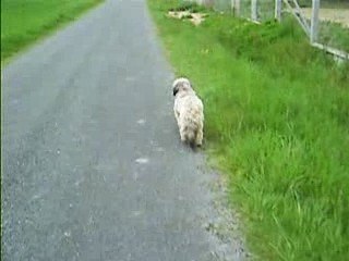 Chanel and Twinny Play Together