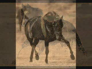 The Beauty Of Horses