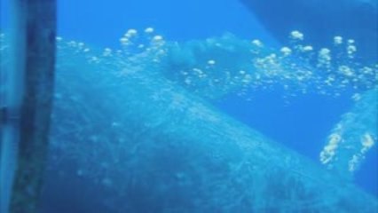 Amazing Humpback Whale Encounter With Atlantis Submarines