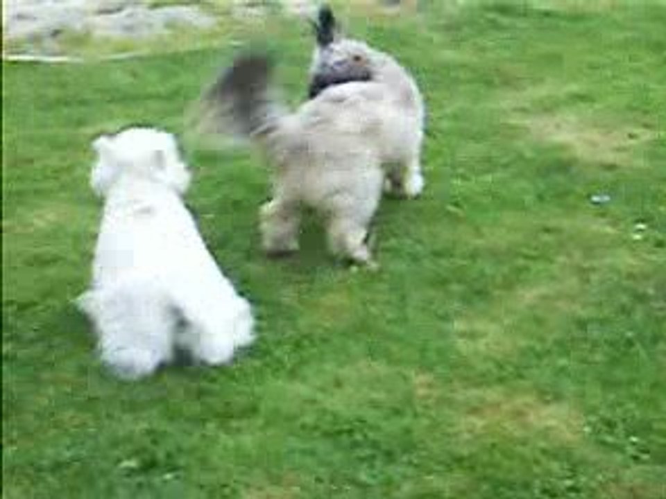 les chiens