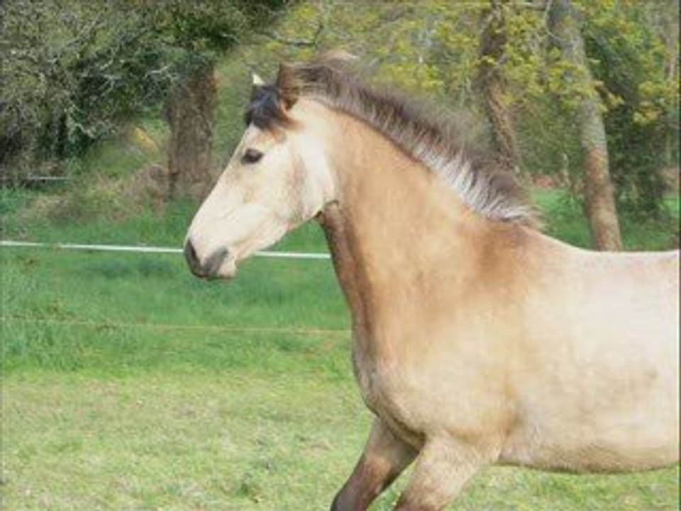 Photos au pré