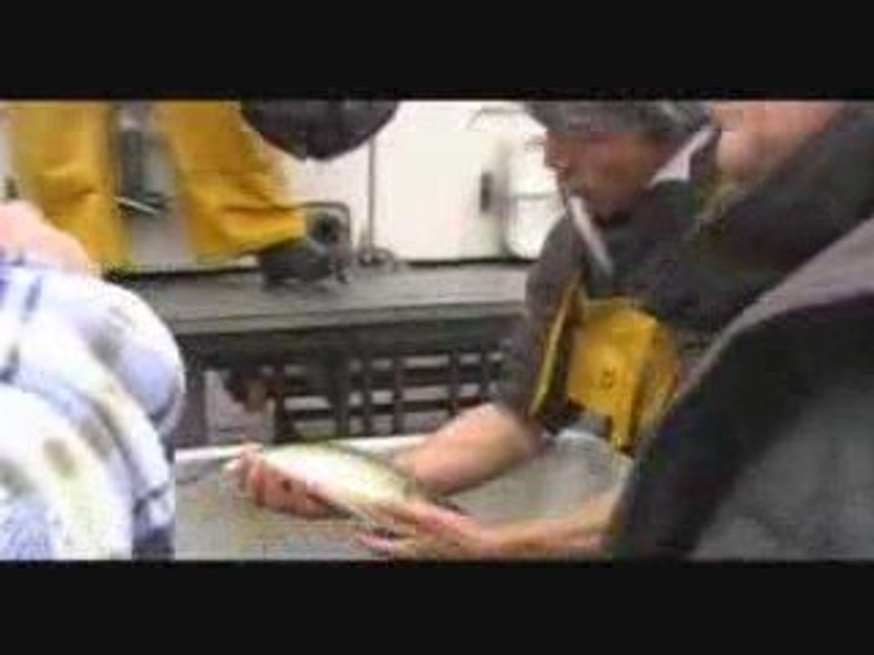 conde sur l escaut rempoissement