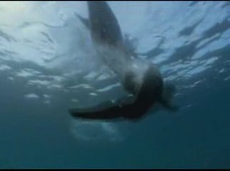 Dauphins les danseurs de l'océan (3/3)