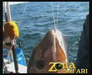 Pesca en Mar del Plata con Sandokán #7
