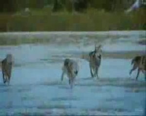 Les aléas de l'amour chez les loups de HPAslan