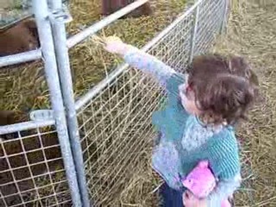 Angélina à la ferme (les moutons)