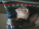 Tribute to my ferrets who passed away! i had 5 now only 3