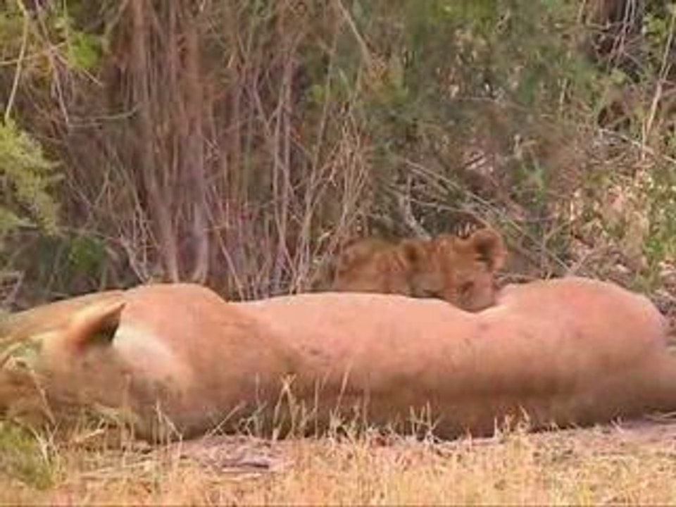 Porini Lion Camp - Maasai Mara - Kenya