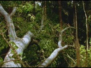 Les chercheurs de la forêt d'émeraude (3/3)