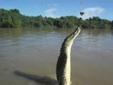 jumping crocodile