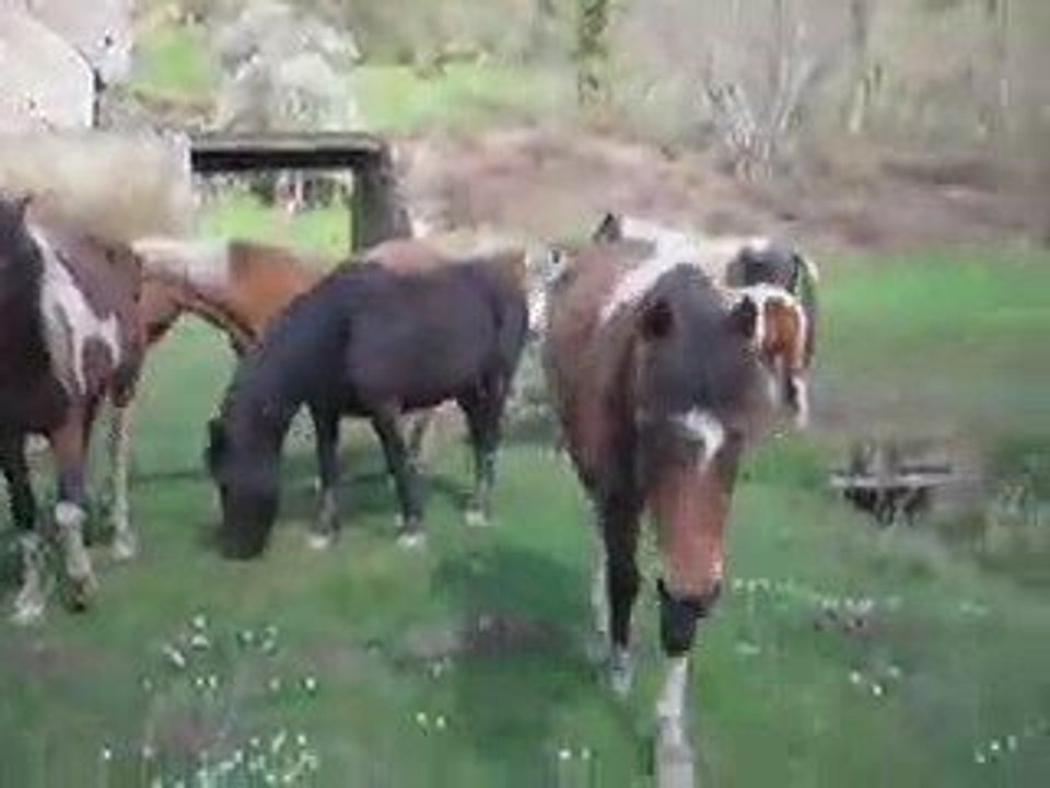 Petite visite aux poneys