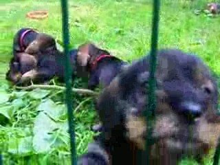 Chiot Teckel vom Teufelslied II