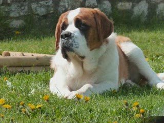 Forum Notre Saint Bernard et Nous