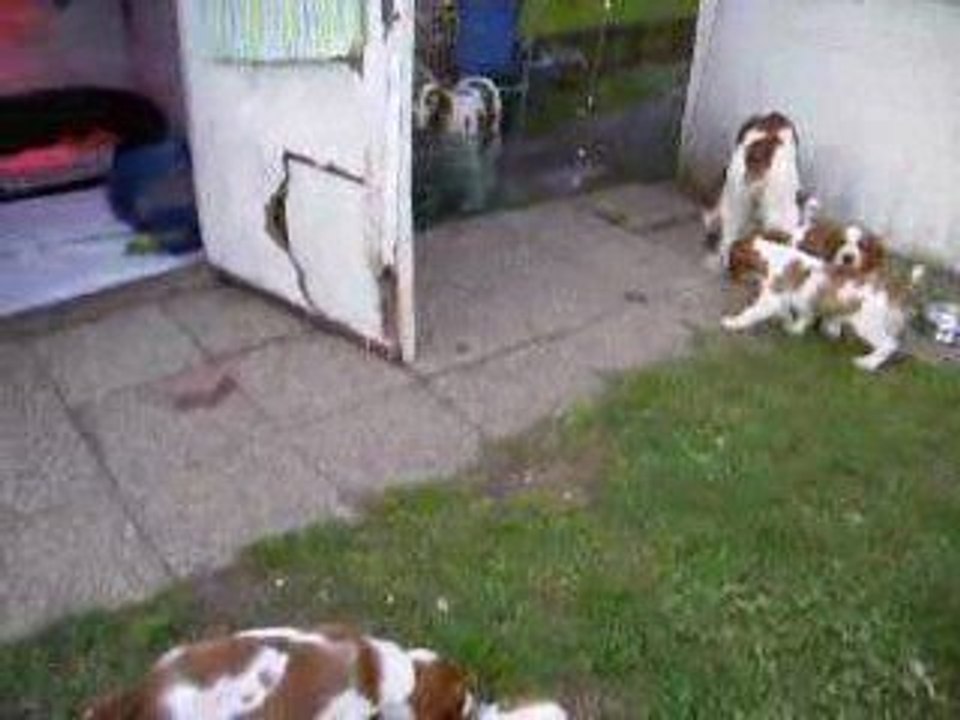 chiots