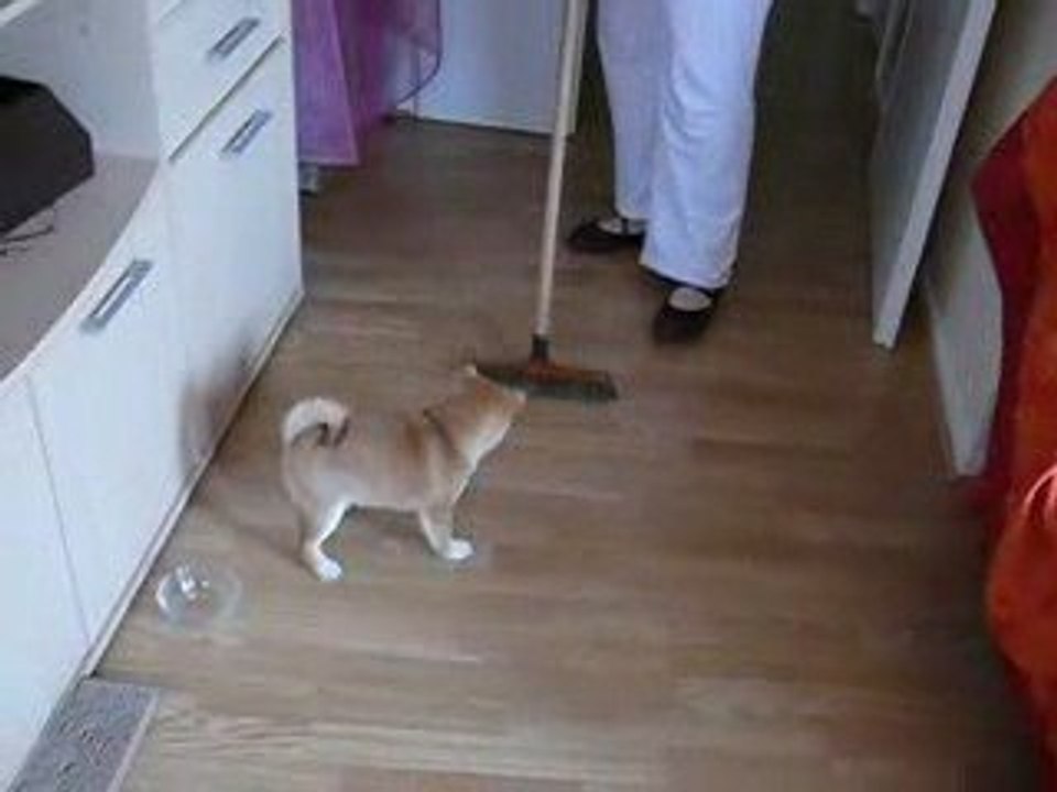 Leyka aime jouer avec le balais