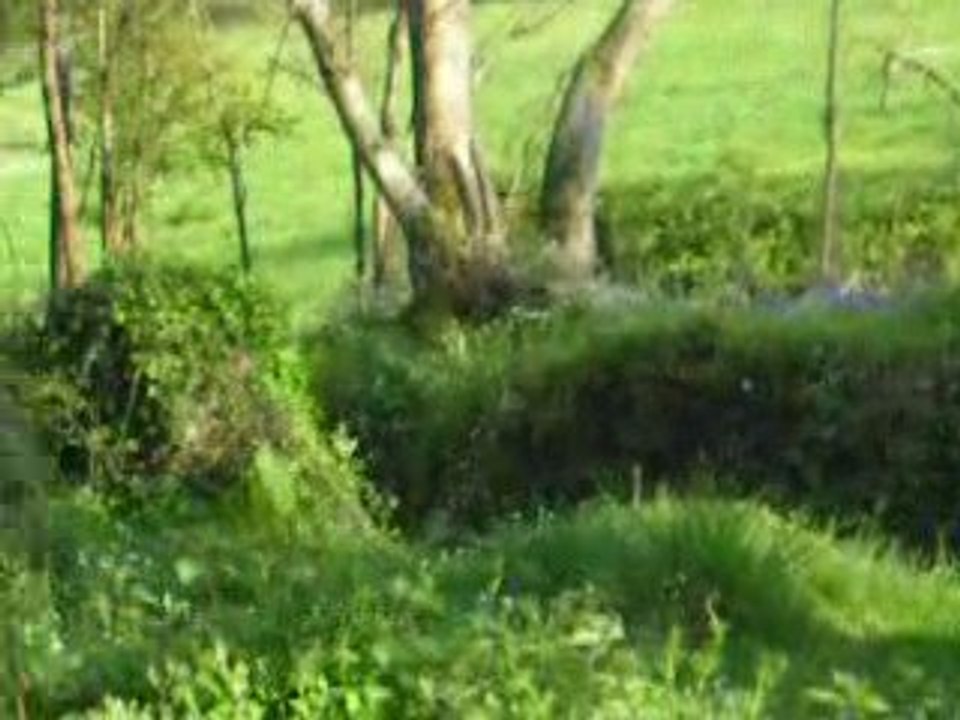 promenade dans le petit bois