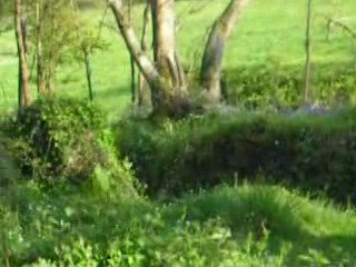 promenade dans le petit bois