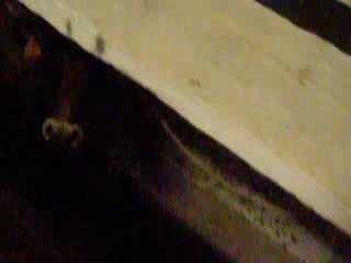 WAPO AOC TAF AVEC DES TAUREAUX 1