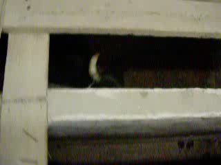 PLUS ON EST FOU MOINS LES TAUREAUX SONT MOUX