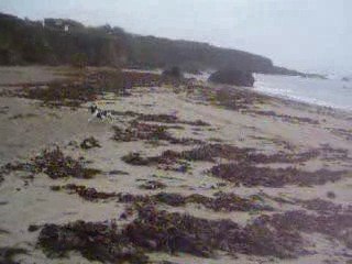 mon jack dartagnan a la plage